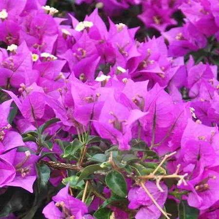 Frühstückspension Dei Limoni SantʼAndrea