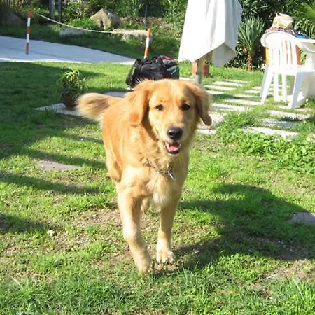 Dei Limoni