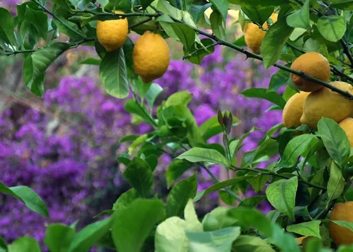 Dei Limoni SantʼAndrea