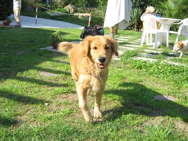 Dei Limoni