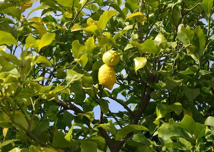לינה וארוחת בוקר Dei Limoni