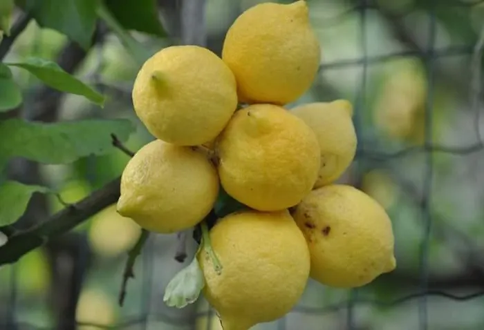 לינה וארוחת בוקר Dei Limoni 3*